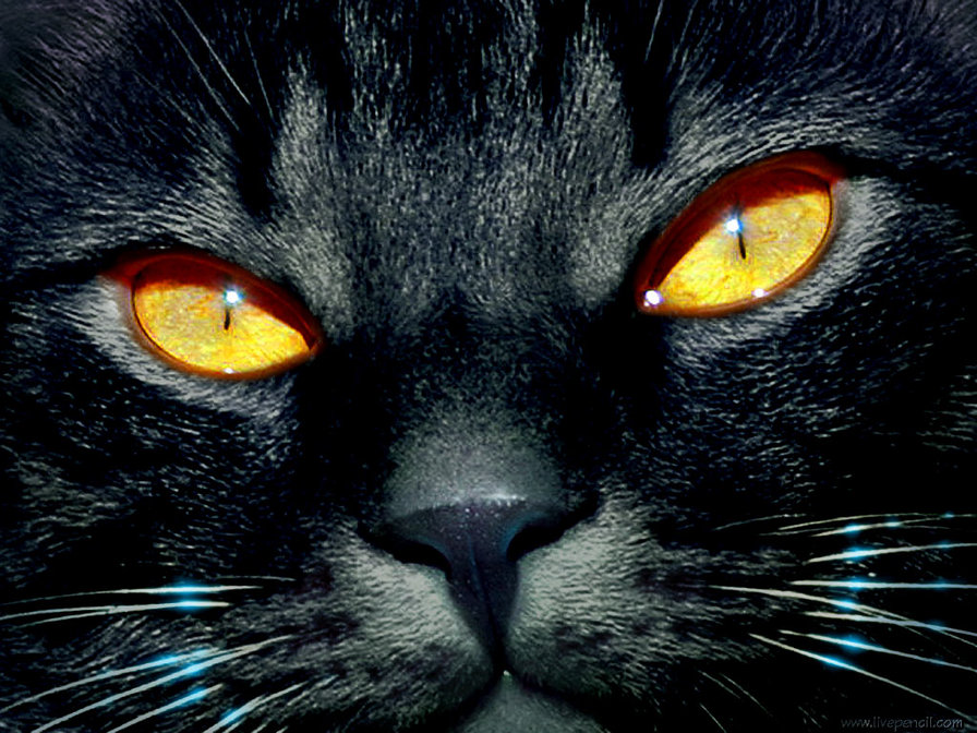 №137404 - киса, котик - оригинал