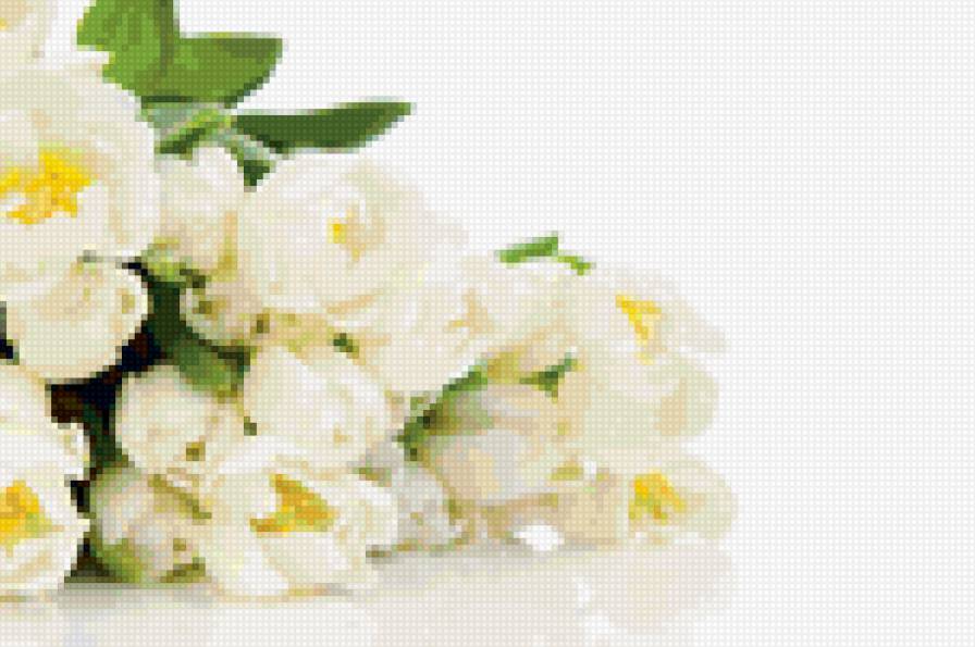 белые тюльпаны - цветы - предпросмотр