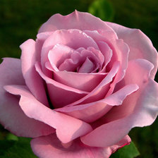 Схема вышивки «Роза»