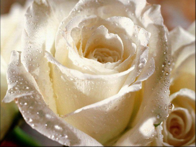 Розочка - оригинал