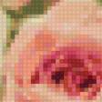 Предпросмотр схемы вышивки «розы» (№137906)