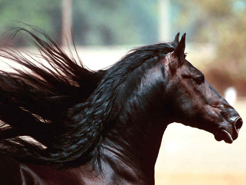 №138022 - кони, лошади, жеребец - оригинал