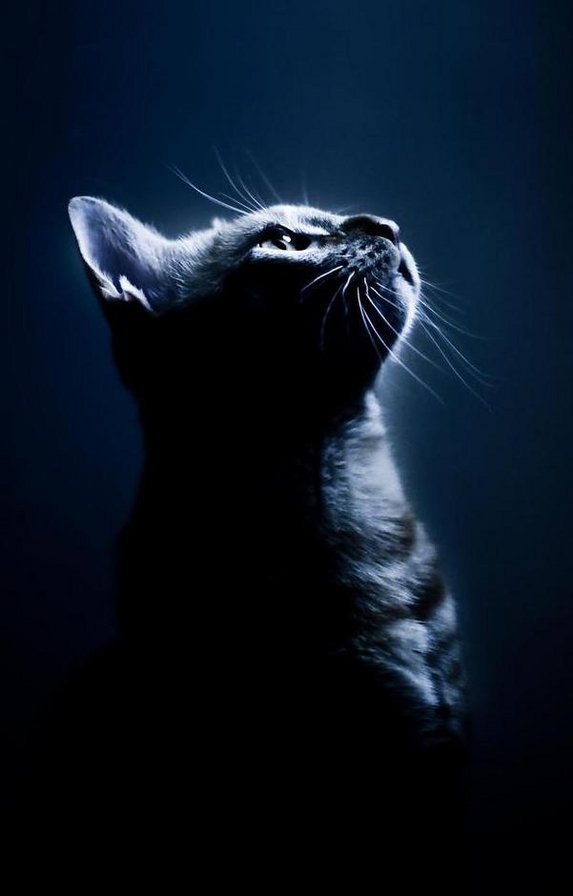 №138050 - котик, киса - оригинал