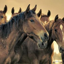 Схема вышивки «кони»