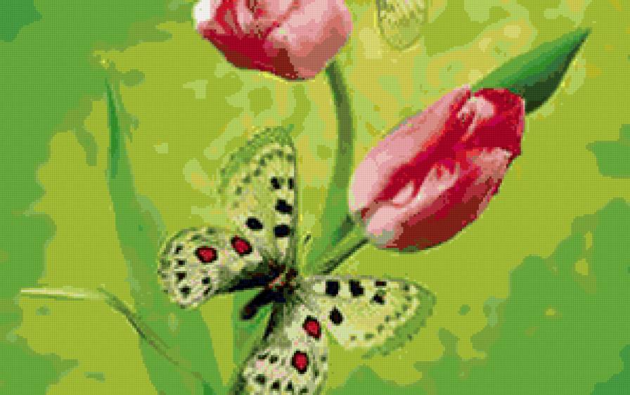 бабочка - тюльпан, цветы, бабочка - предпросмотр
