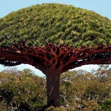 Схема вышивки «Дерево»