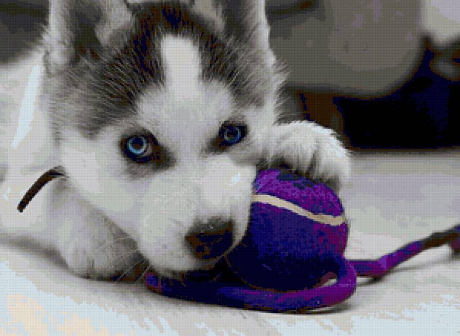 Щенок с голубыми глазами - щенок, мячик, собака - предпросмотр