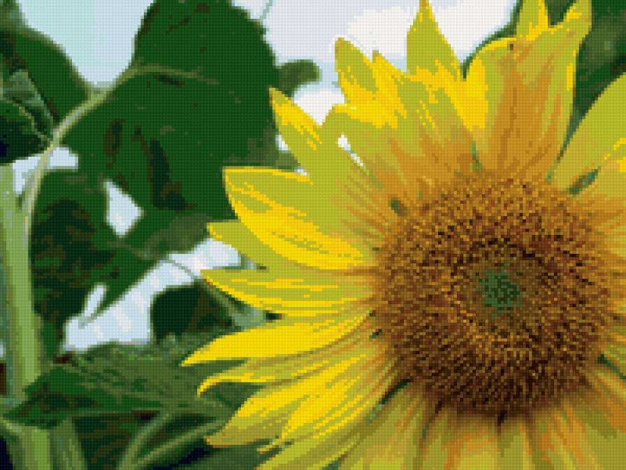 Подсолнух - пейзаж, природа, цветы, деревья - предпросмотр