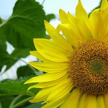 Схема вышивки «Подсолнух»