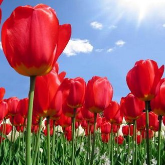 Тюльпаны - цветы, природа - оригинал