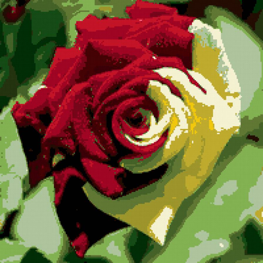 роза - цветы, роза - предпросмотр