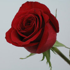 Схема вышивки «Роза»