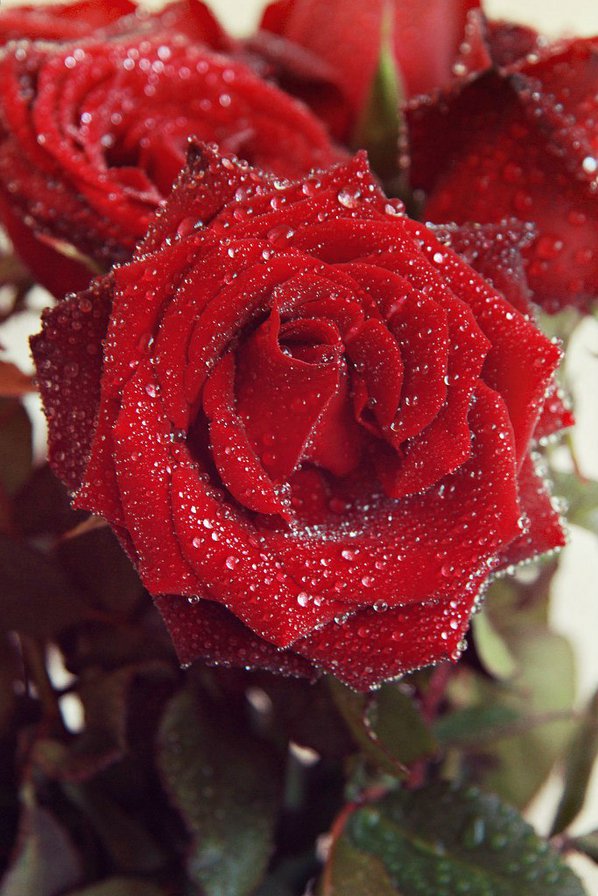 роза - цветы, роза - оригинал