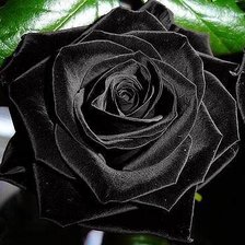 Оригинал схемы вышивки «роза» (№138368)