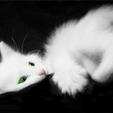 Зеленоглазая котенька