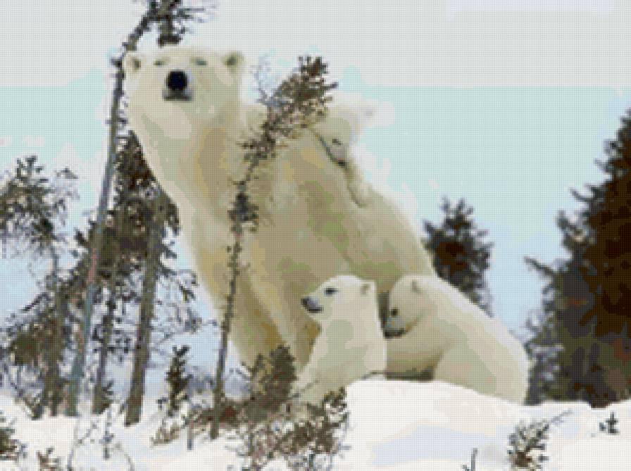 №139049 - зима, семья, медведи, природа - предпросмотр