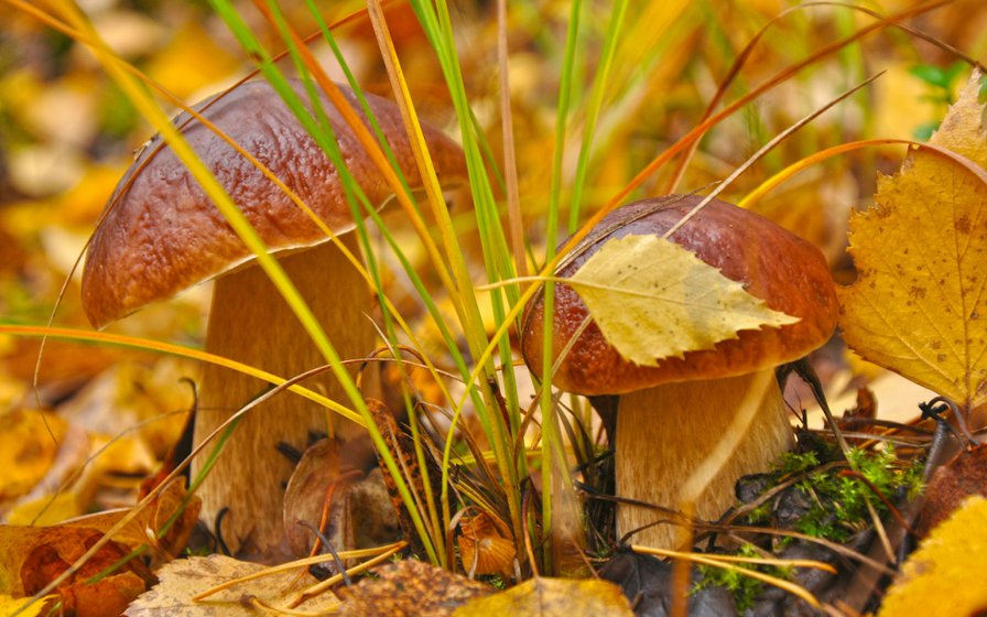 Грибочки - грибы, осень - оригинал