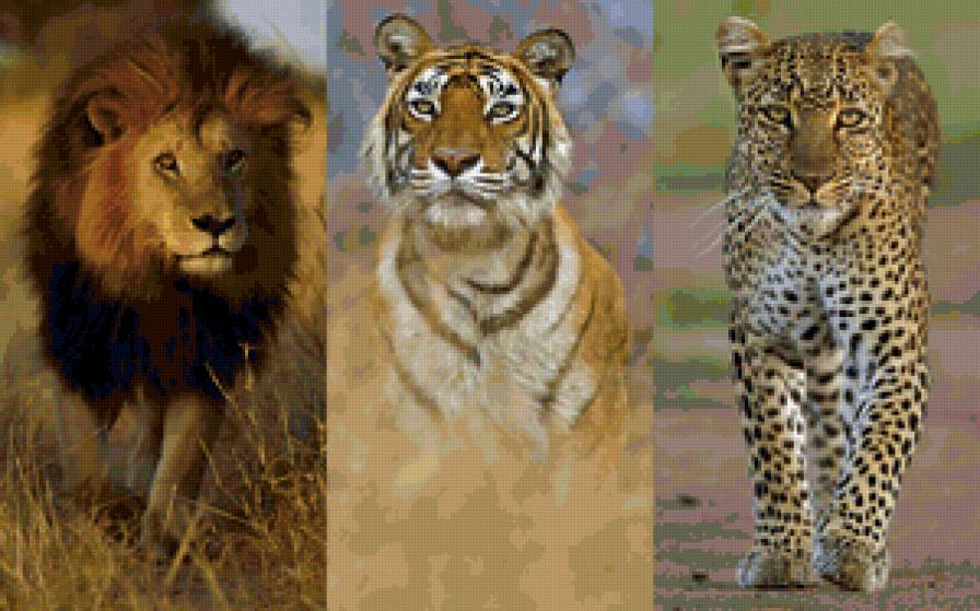 Великолепная тройка - леопард, лев, пустыня, тигр - предпросмотр