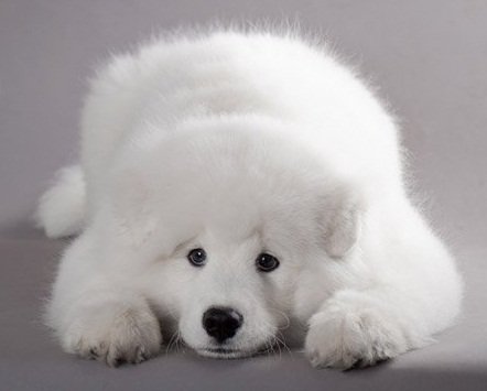 лайка - собака - оригинал