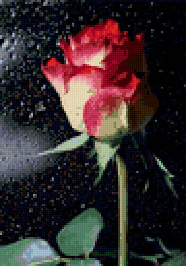 Одиночество розы - цветы, роза - предпросмотр