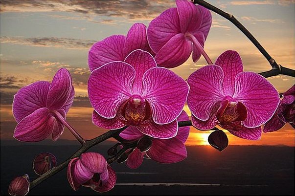 Орхидея на закате - цветы, орхидея, закат - оригинал