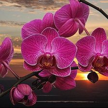 Схема вышивки «Орхидея на закате»