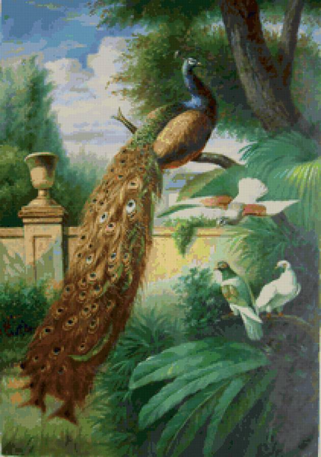 Павлин - сад, птицы - предпросмотр