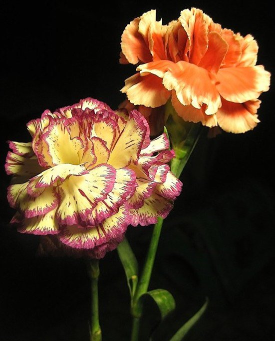 Две гвоздики 2 - цветы, гвоздика - оригинал