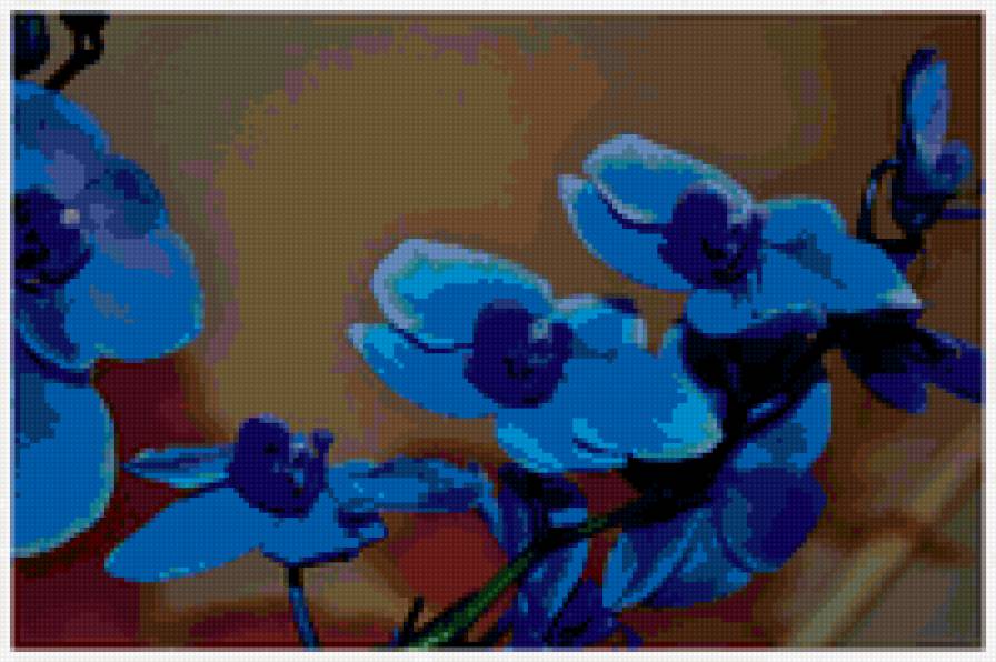 синяя орхидея - предпросмотр
