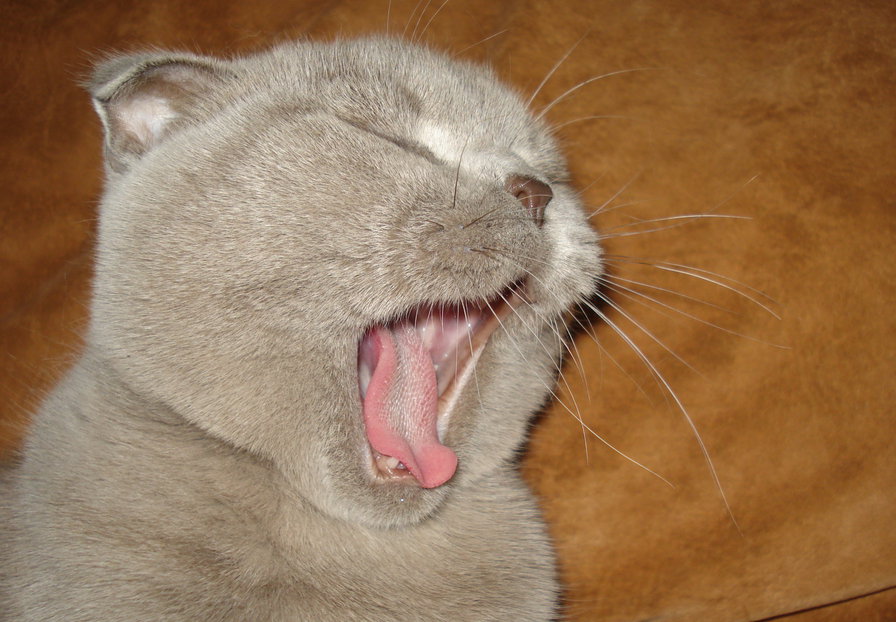 zivaka - оригинал