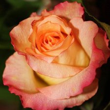 Схема вышивки «Роза»