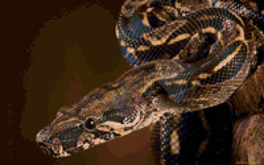 zmeja - предпросмотр