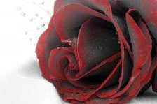 Оригинал схемы вышивки «Красная роза» (№140225)