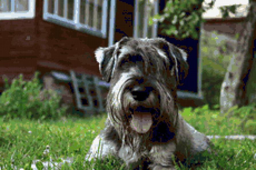 Честер - собака - предпросмотр