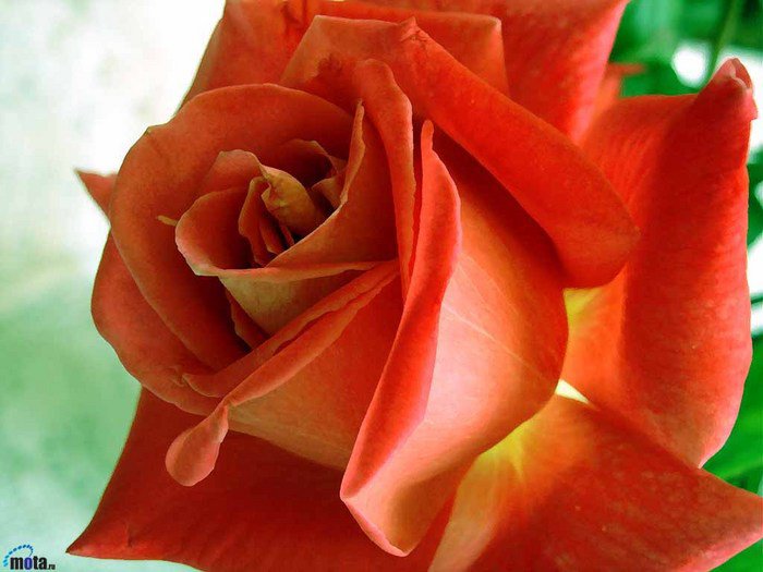 роза - роза - оригинал