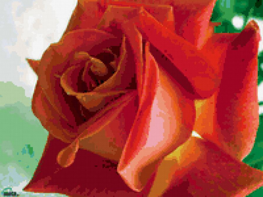 роза - роза - предпросмотр