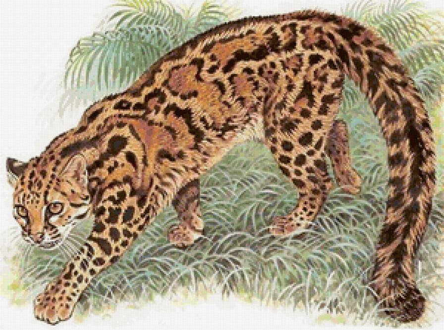 Дикие хищные кошки - дикие хищные кошки, кошки, животные, анималисты - предпросмотр