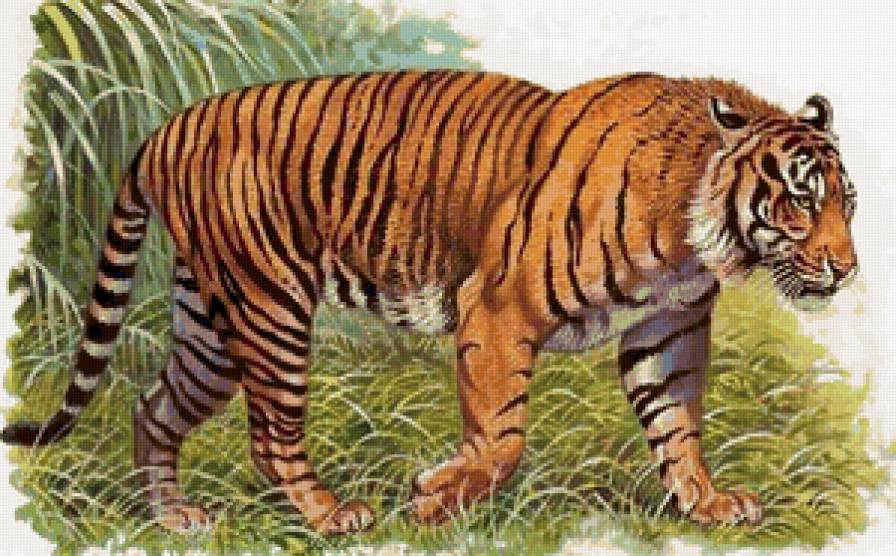 дикие хищные кошки - дикие хищные кошки, кошки, животные, анималисты - предпросмотр