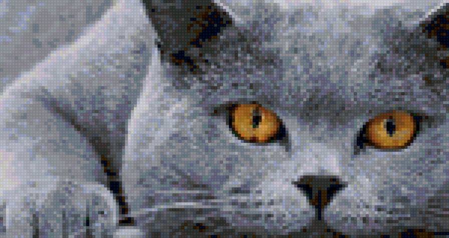 Взгляд - глаза, кот, серый - предпросмотр