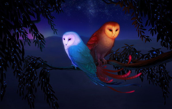 две совы - ночь, птицы, животные, любовь, совы - оригинал