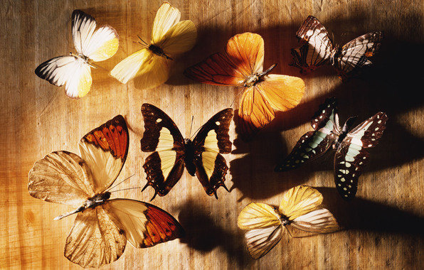 Бабочки - насекомые, бабочки - оригинал