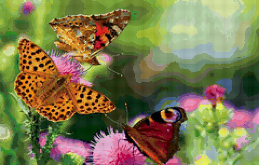 Бабочки на цветах - бабочки, цветы - предпросмотр