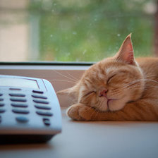 Рыжий котик спит на окне
