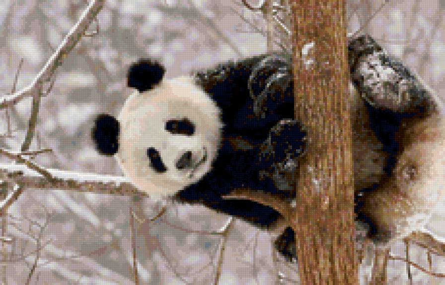 Панда - пейзаж, панда, природа, медведь, зима, животные - предпросмотр