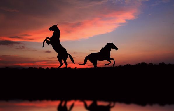 Лошади на закате - закат, лошади, кони, любовь, лошадь - оригинал
