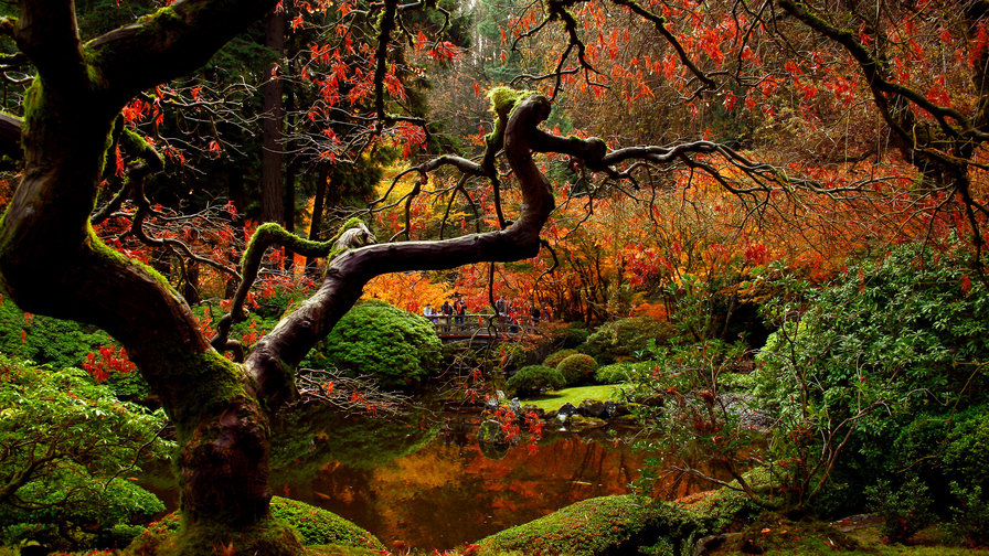 Серия "Осень" Японский парк - деревья, пейзаж, парк, река, вода, осень - оригинал