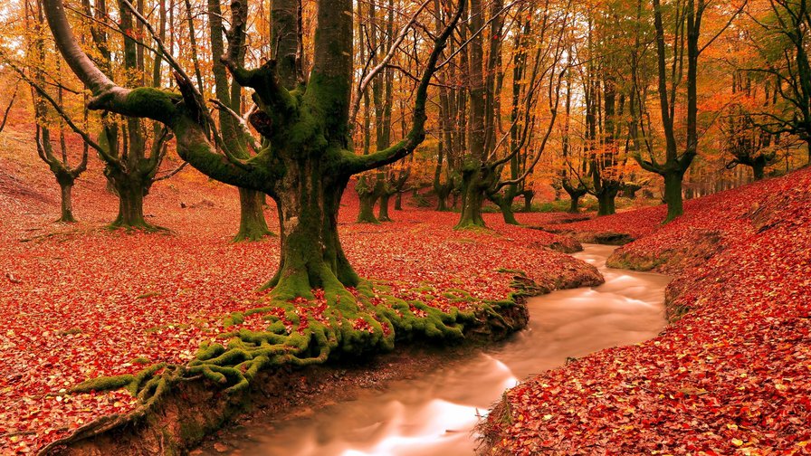 Серия "Осень" Ручей в лесу - деревья, вода, пейзаж, ручей, осень, река - оригинал