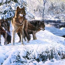 Трое волков