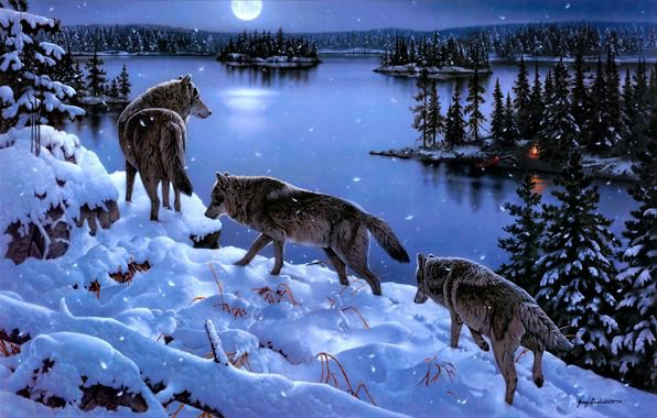 Волки ночью - волк, ночь, пейзаж, зима, природа, животные - оригинал