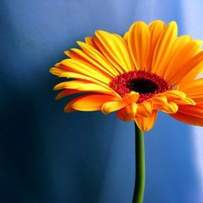 Схема вышивки «Цветок»